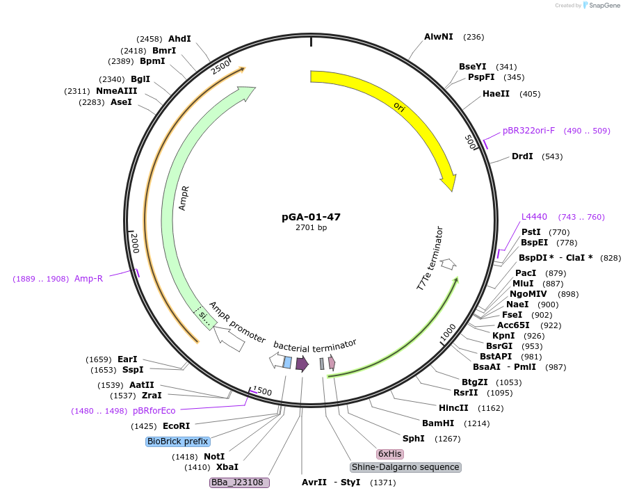 252303-plasmid-map-sequence-id-508435