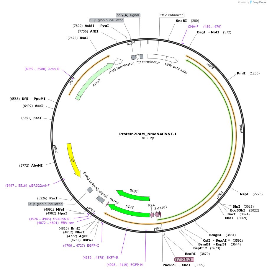 250222-plasmid-map-sequence-id-508436