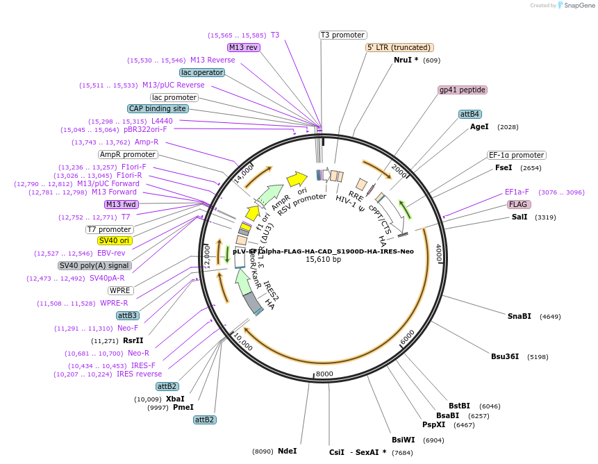 253790-plasmid-map-sequence-id-508459