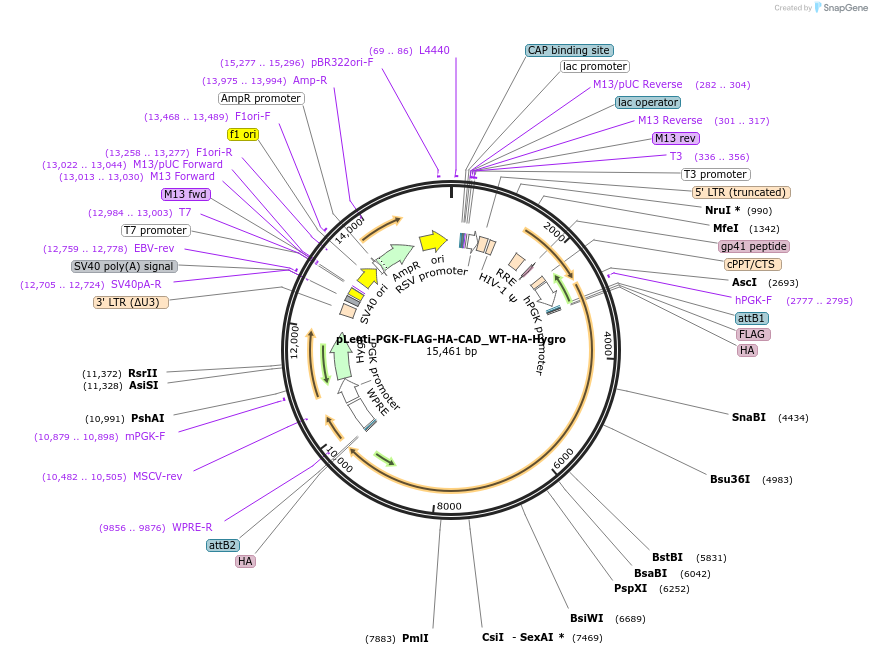 253792-plasmid-map-sequence-id-508460