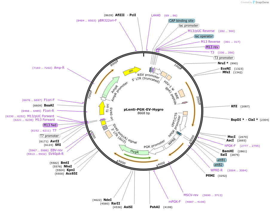 253791-plasmid-map-sequence-id-508461