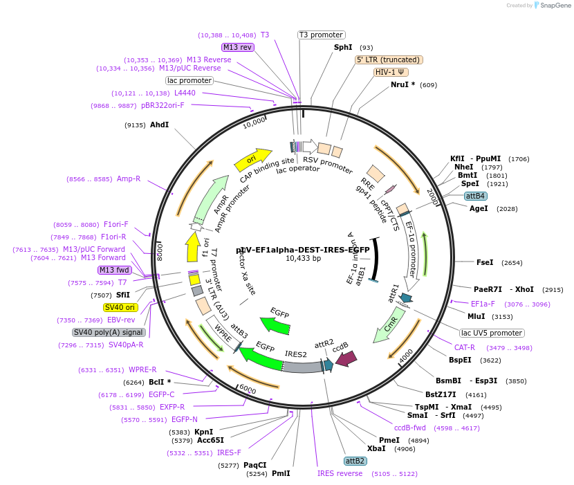 253770-plasmid-map-sequence-id-508462