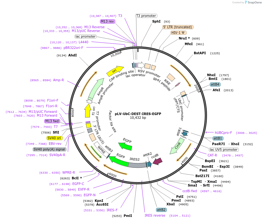253778-plasmid-map-sequence-id-508464