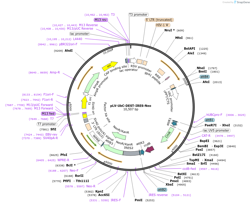 253776-plasmid-map-sequence-id-508465