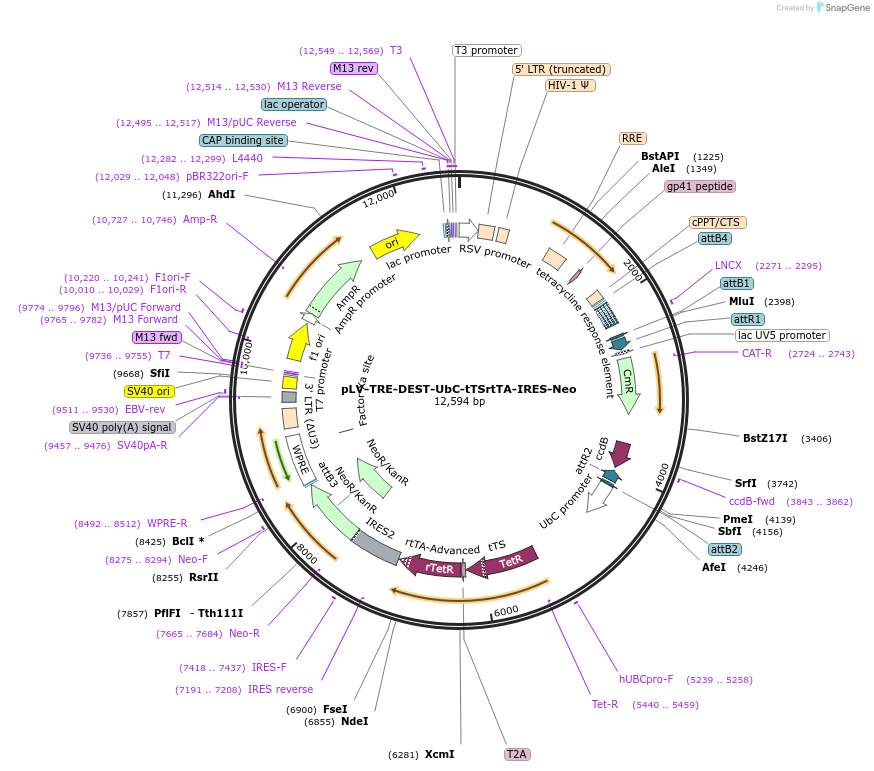253780-plasmid-map-sequence-id-508466