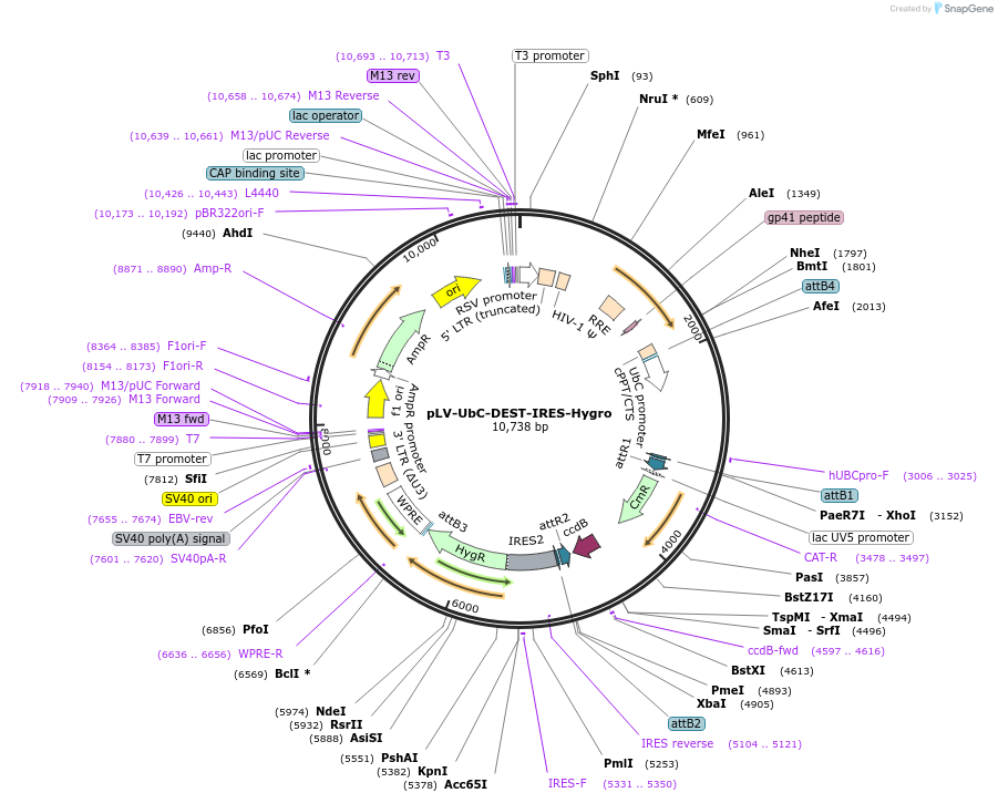 253775-plasmid-map-sequence-id-508467