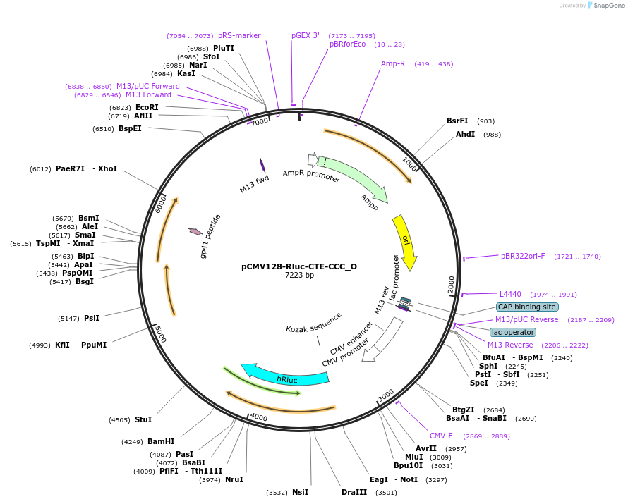 147107-plasmid-map-sequence-id-508468