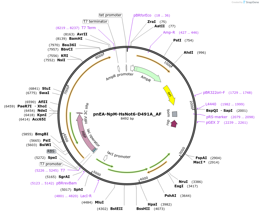 148659-plasmid-map-sequence-id-508469