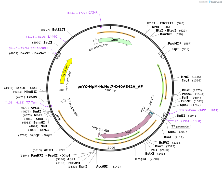 148675-plasmid-map-sequence-id-508473