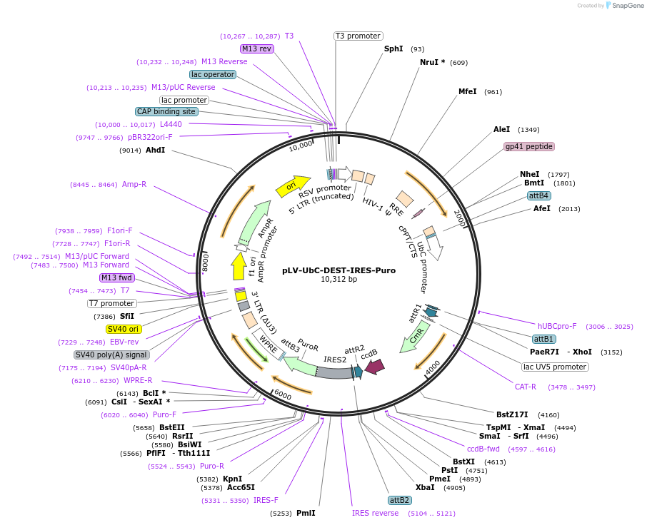 253777-plasmid-map-sequence-id-508475