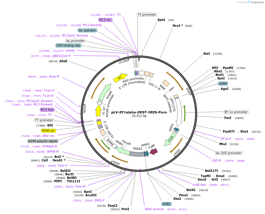 253769-plasmid-map-sequence-id-508477