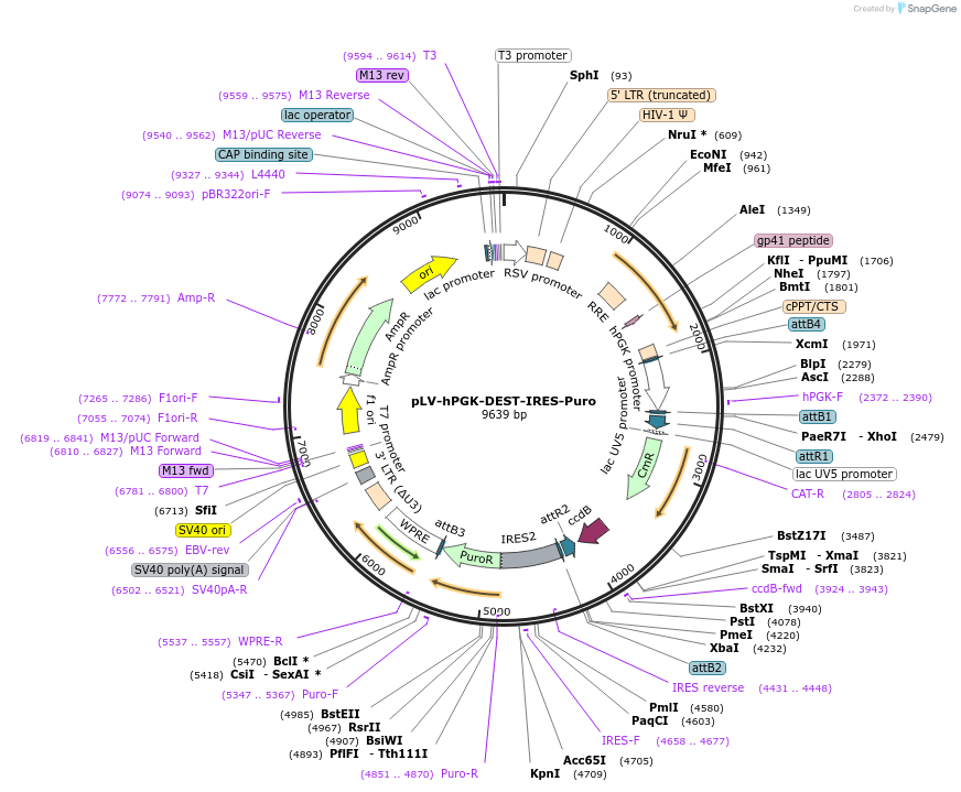 253773-plasmid-map-sequence-id-508479