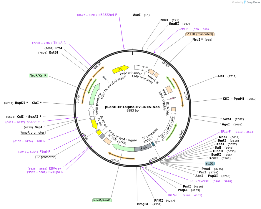 253783-plasmid-map-sequence-id-508482