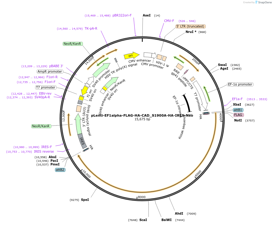 253785-plasmid-map-sequence-id-508484