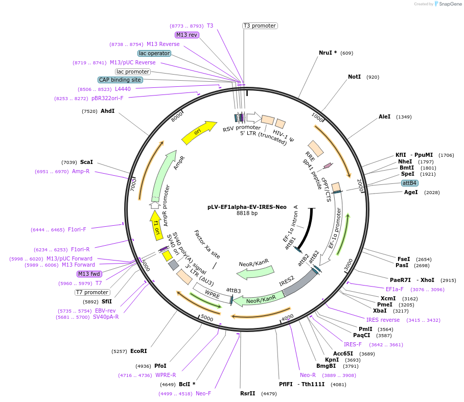 253787-plasmid-map-sequence-id-508489