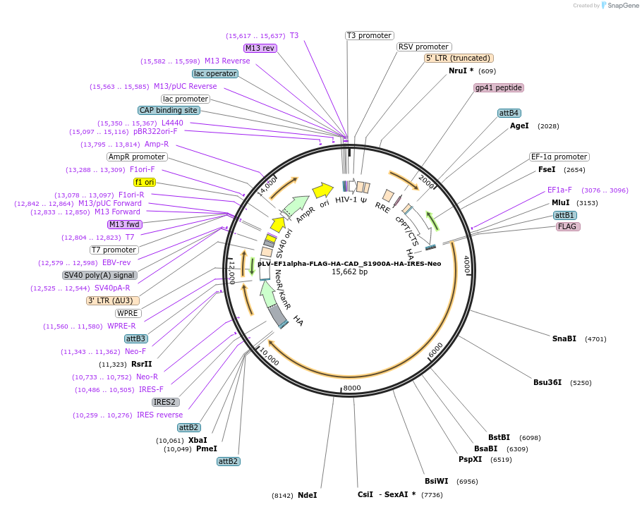 253789-plasmid-map-sequence-id-508523