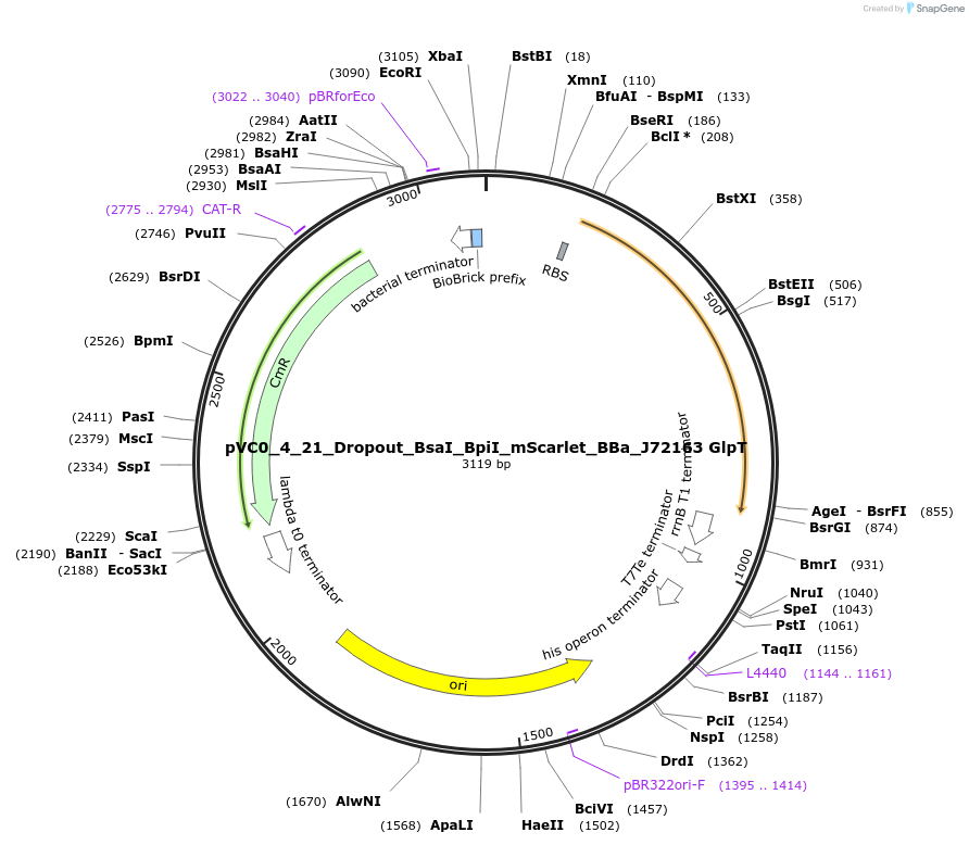 249996-plasmid-map-sequence-id-508530