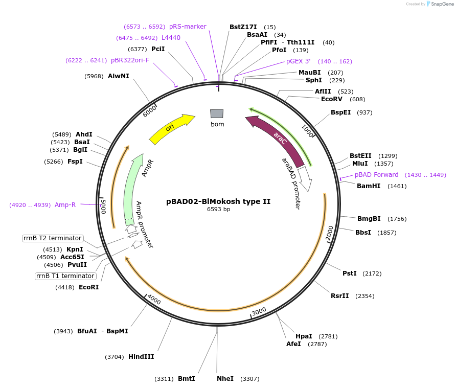 254554-plasmid-map-sequence-id-508531