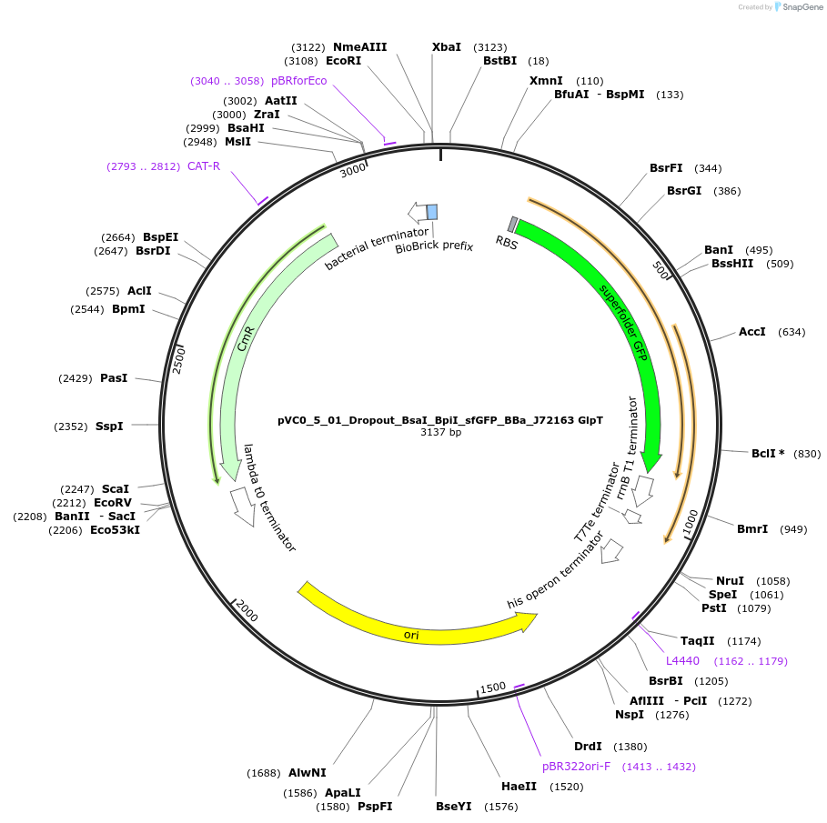 249997-plasmid-map-sequence-id-508532