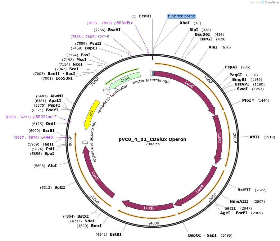 249912-plasmid-map-sequence-id-508535
