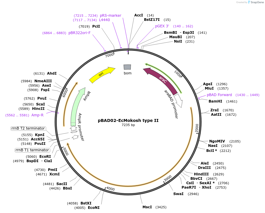 254563-plasmid-map-sequence-id-508544