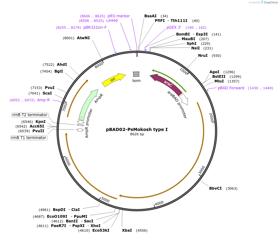 254572-plasmid-map-sequence-id-508551