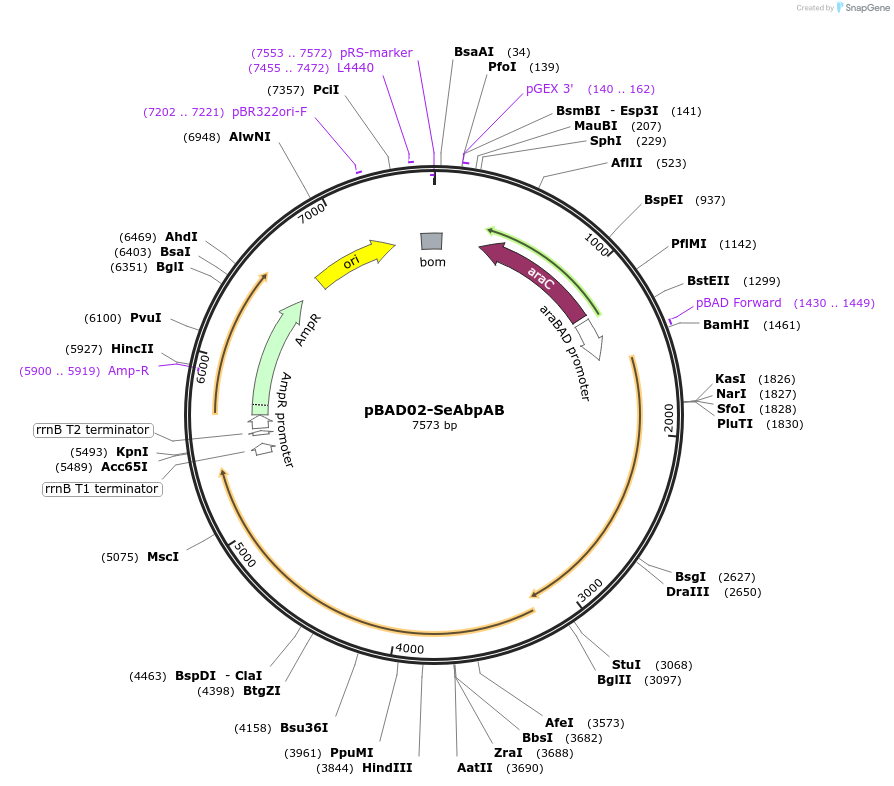 254574-plasmid-map-sequence-id-508553