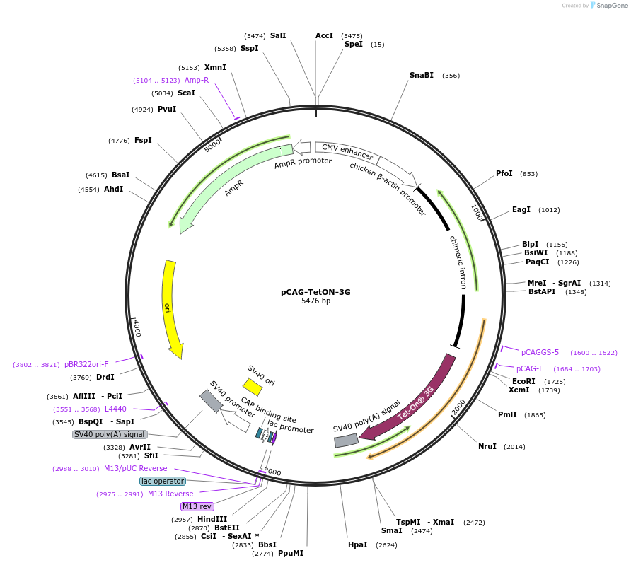 96963-plasmid-map-sequence-id-508570