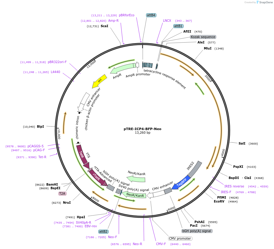 250609-plasmid-map-sequence-id-508572