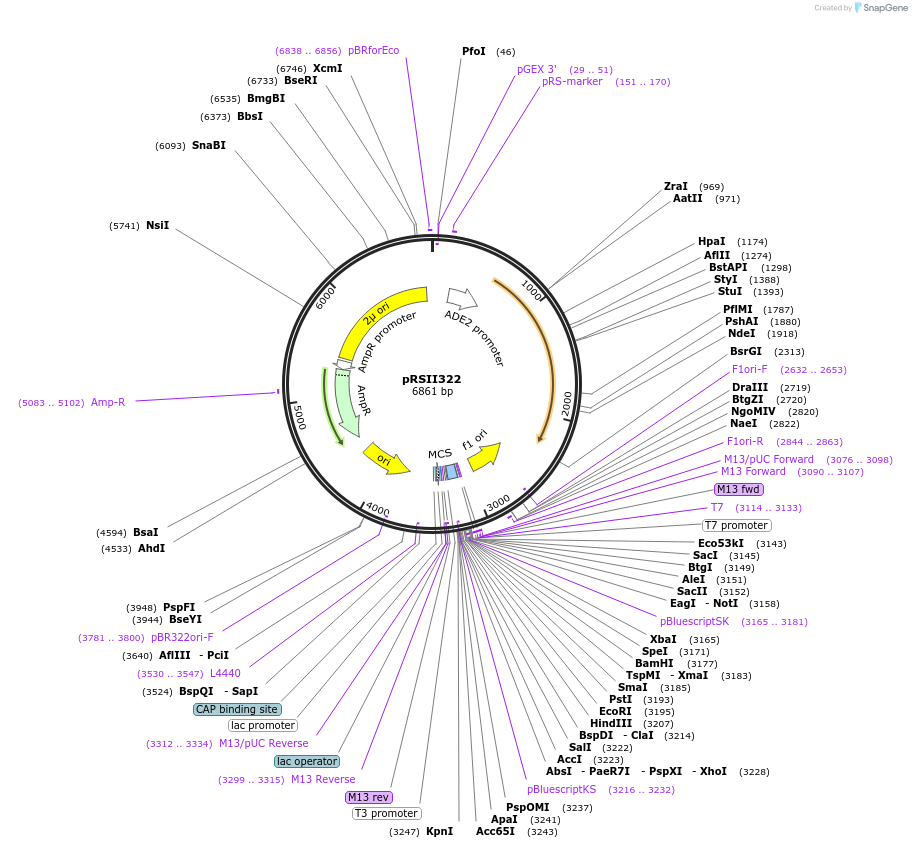 35461-plasmid-map-sequence-id-50859
