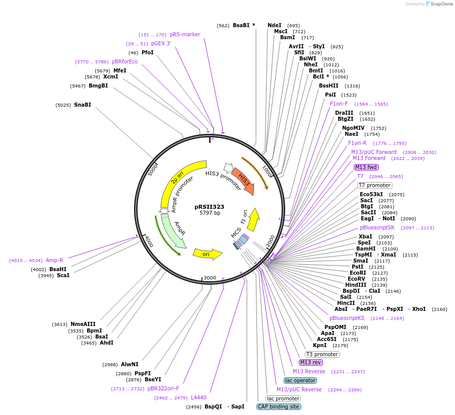 35463-plasmid-map-sequence-id-50862