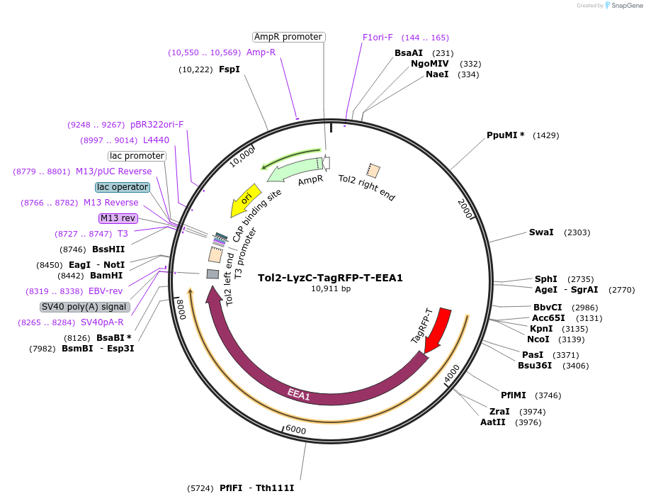 254776-plasmid-map-sequence-id-508640