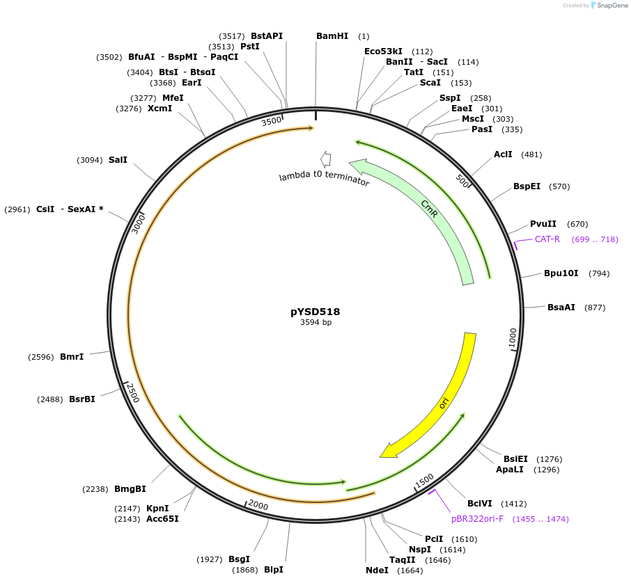 253003-plasmid-map-sequence-id-508647