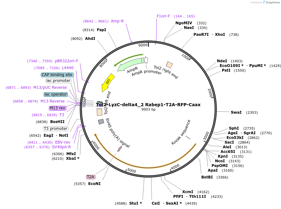 254769-plasmid-map-sequence-id-508648