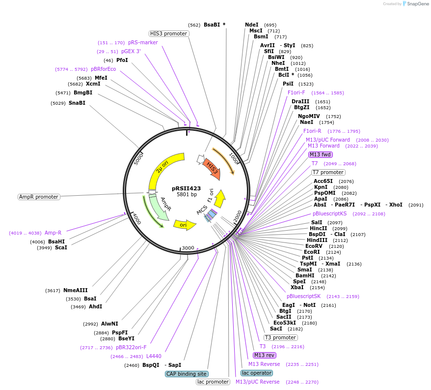 35464-plasmid-map-sequence-id-50865