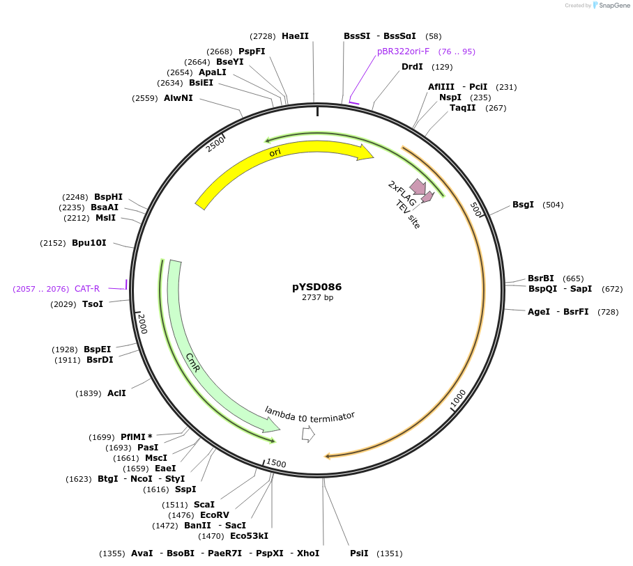 252976-plasmid-map-sequence-id-508653