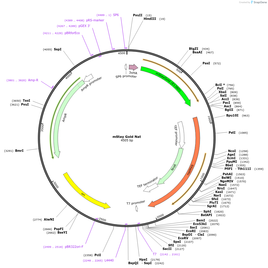 254395-plasmid-map-sequence-id-508655