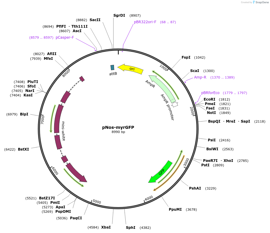 253595-plasmid-map-sequence-id-508656