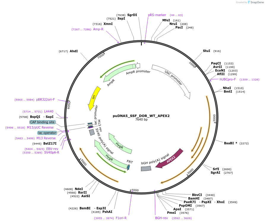 250761-plasmid-map-sequence-id-508657