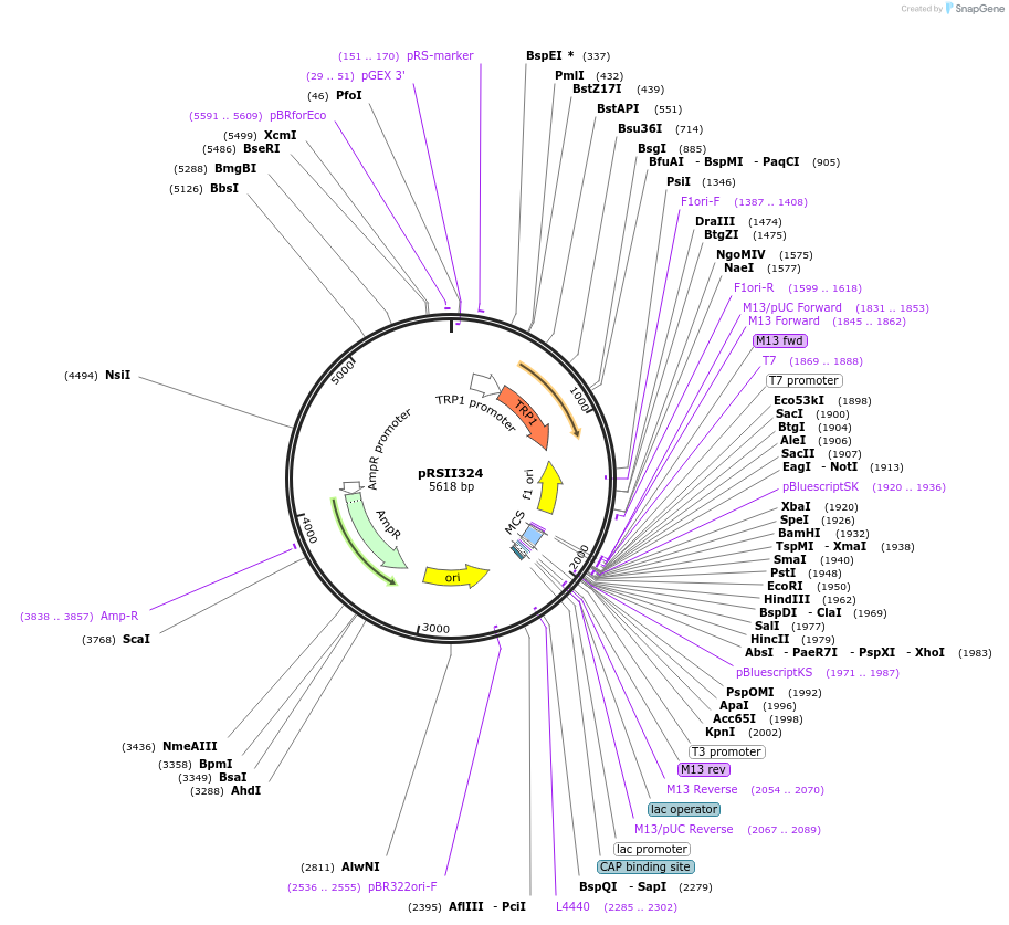 35465-plasmid-map-sequence-id-50866