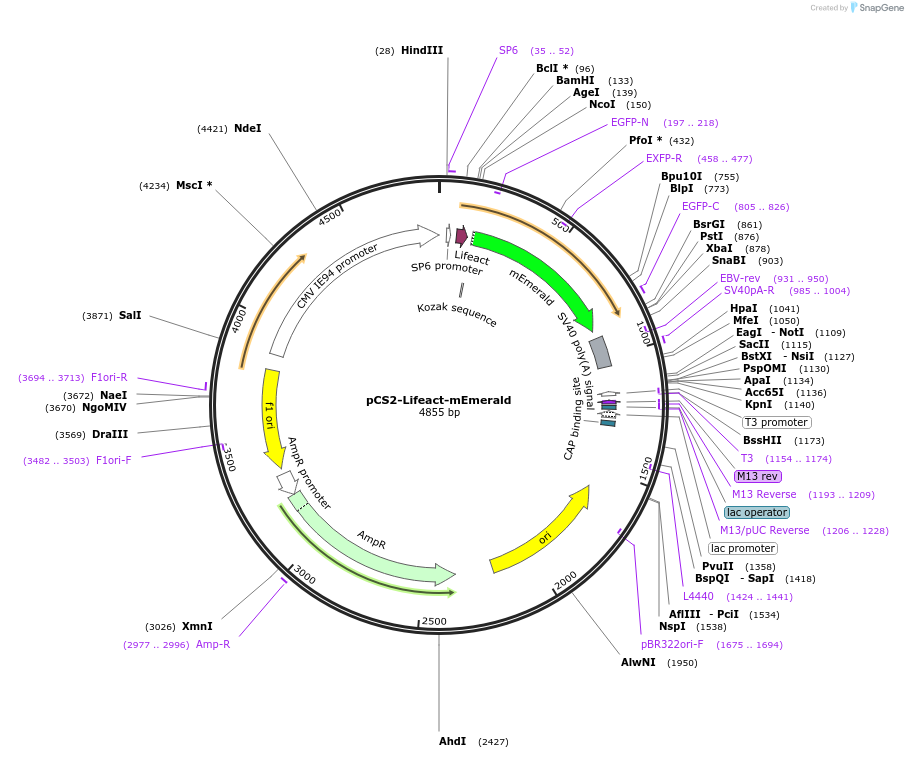 252242-plasmid-map-sequence-id-508673