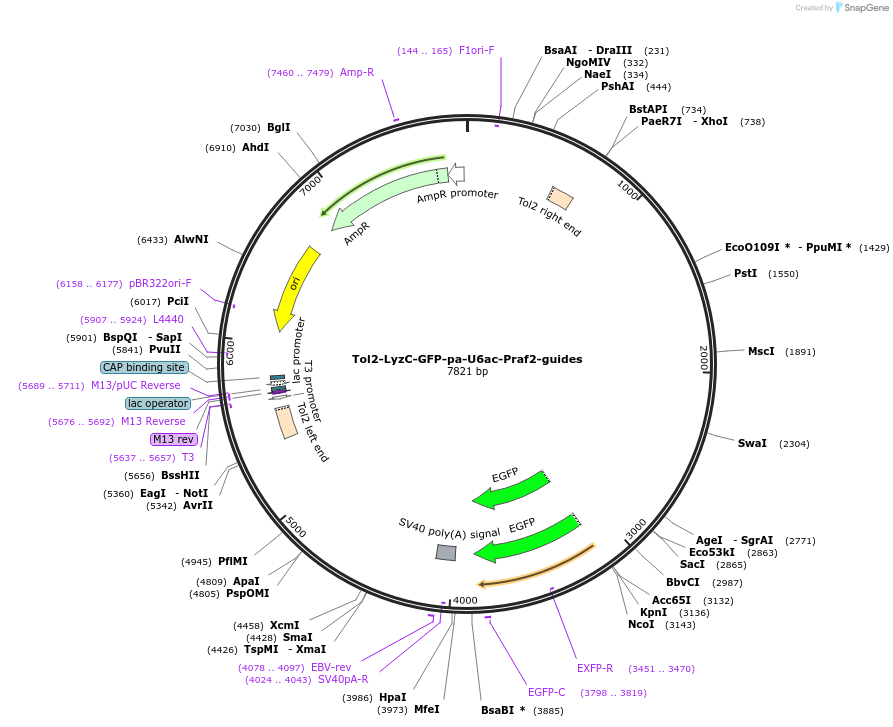 254765-plasmid-map-sequence-id-508676