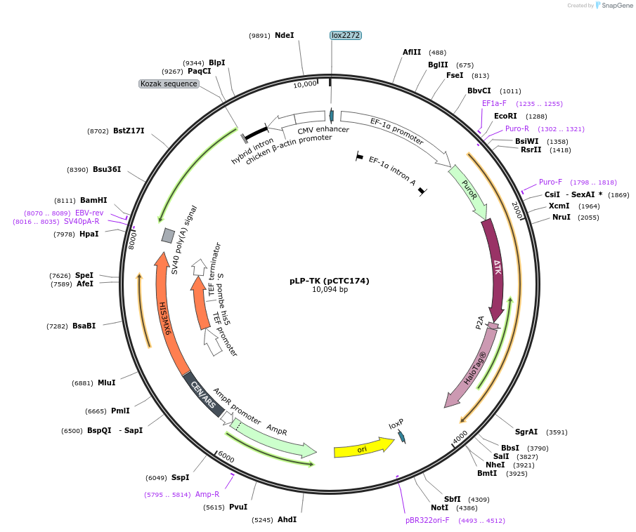 254034-plasmid-map-sequence-id-508677