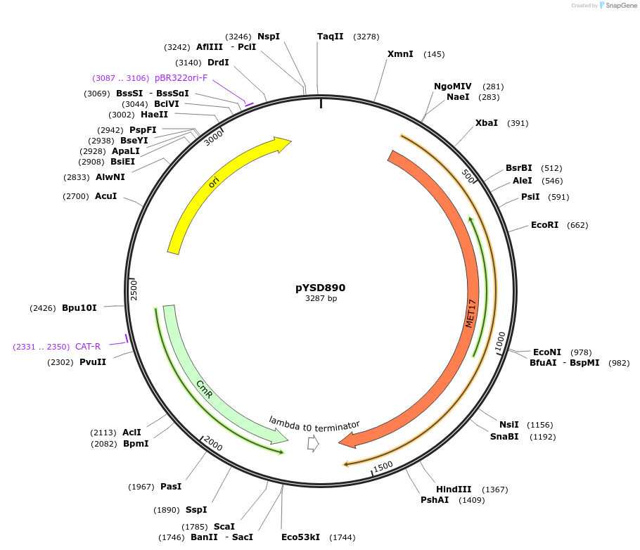 253016-plasmid-map-sequence-id-508685