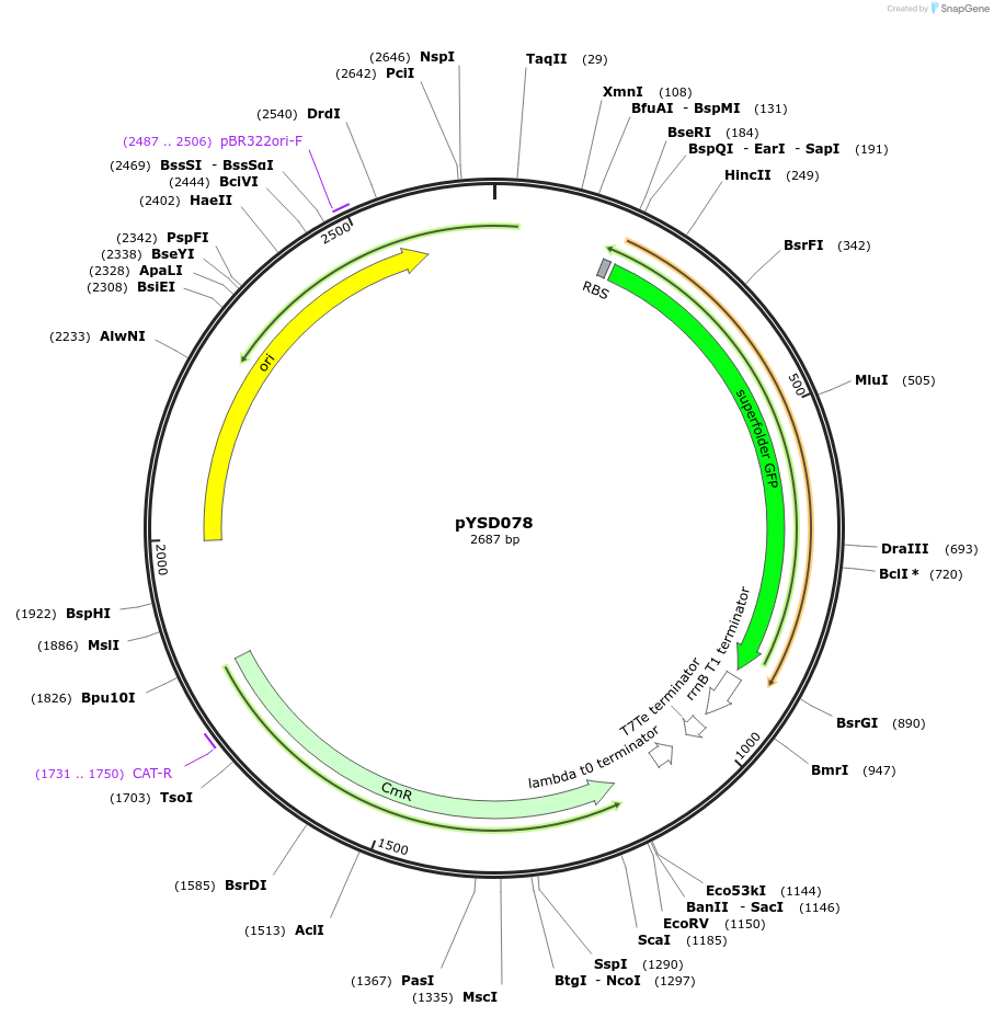 252975-plasmid-map-sequence-id-508688