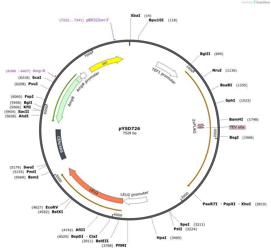 253049-plasmid-map-sequence-id-508689