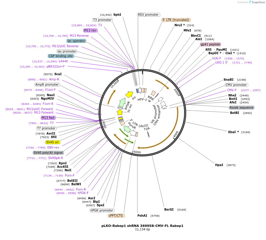 254779-plasmid-map-sequence-id-508693