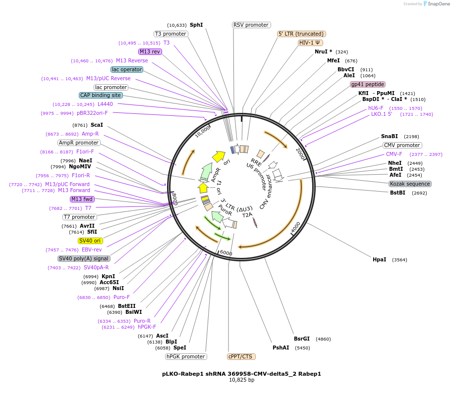 254778-plasmid-map-sequence-id-508694