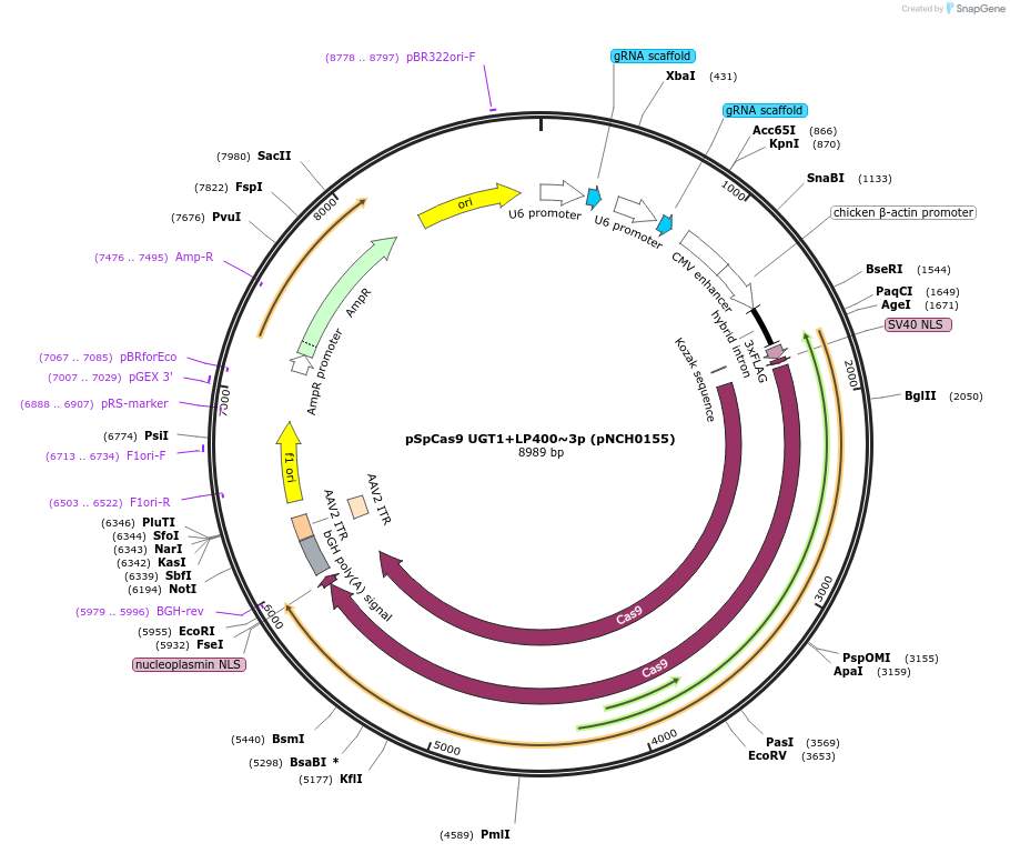 254042-plasmid-map-sequence-id-508699