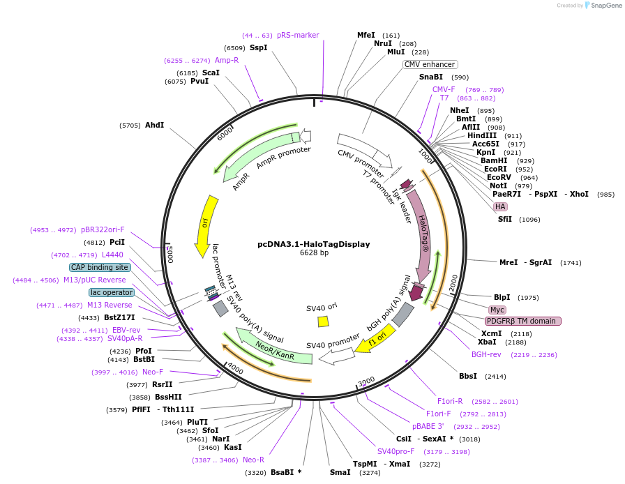 254907-plasmid-map-sequence-id-508702